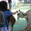 動物ふれあいが好きならおすすめ！横浜近郊の動物園と近県の牧場