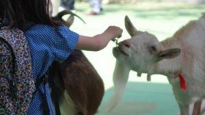 動物ふれあいが好きならおすすめ！横浜近郊の動物園と近県の牧場